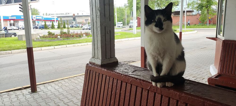 ������ ����. �������-��������