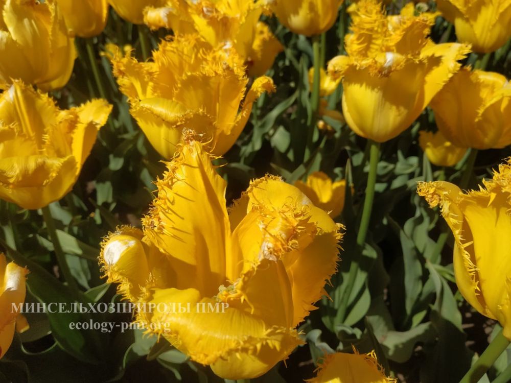 ������� ������. �������, 29 ������, ��������� ���������� ����������, ��� �������