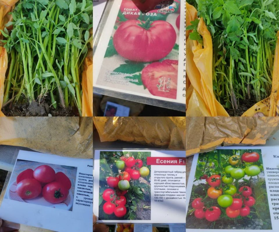 �������� ���������� ������� ������� �������