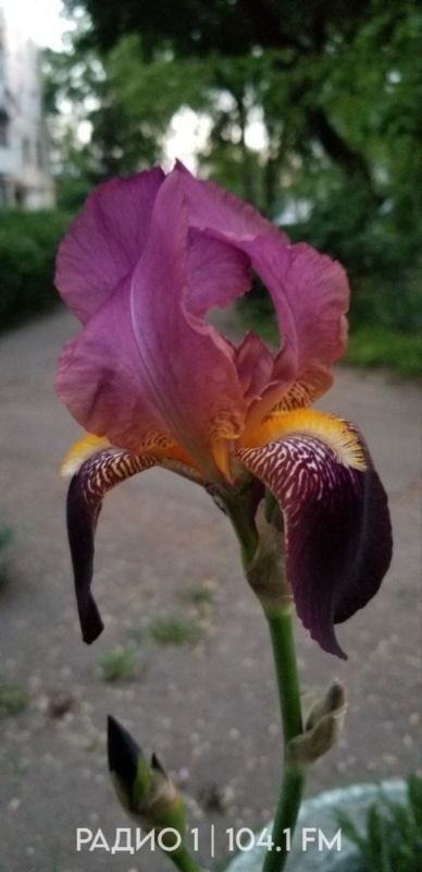 � ���������� ��� ������