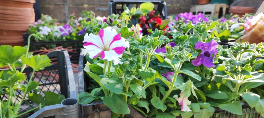 ������������ ���������� �� ������ ������