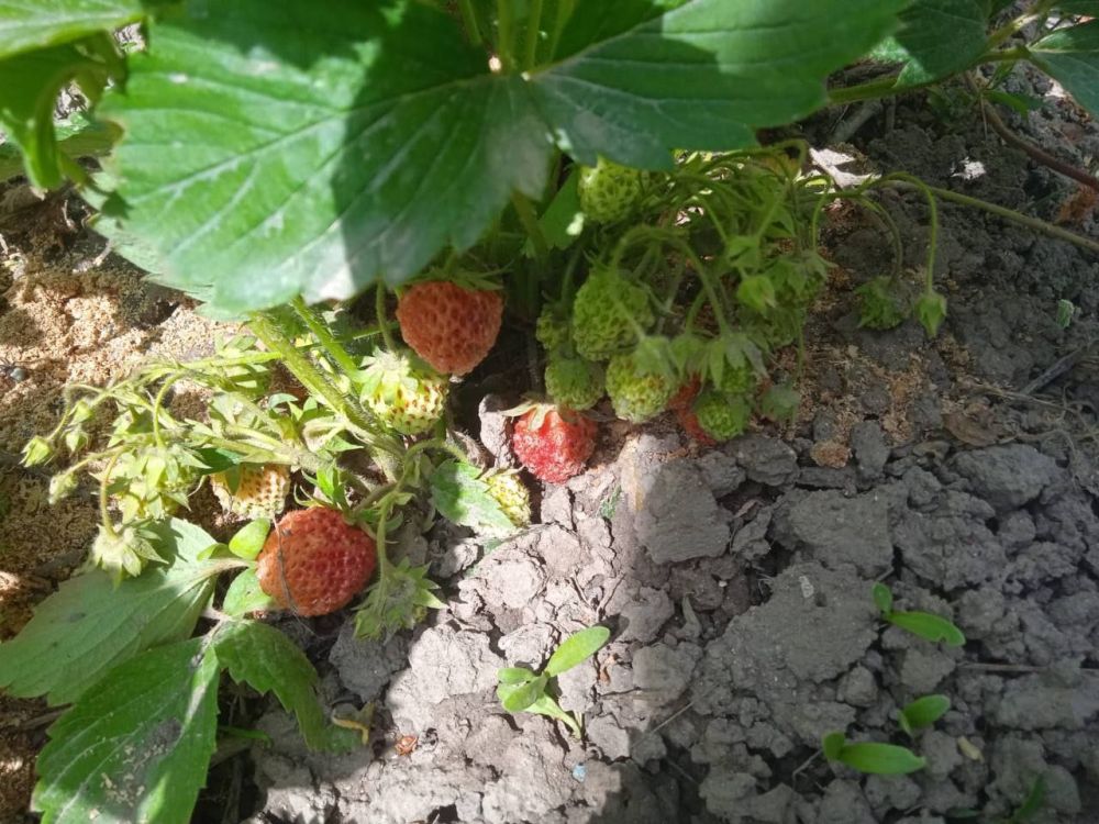 ����� �������. ���� �� ����������� �� �������