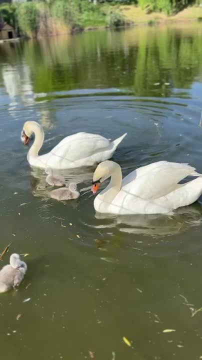 � ������� ���������� ���������� 7 �������