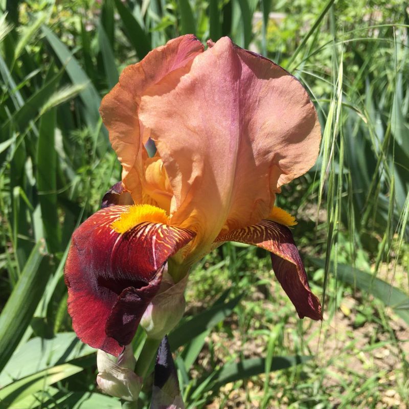 ����� �������� ������. �������-����� ���������� ���� ��������� �����. ����� �� ����� ������ ������