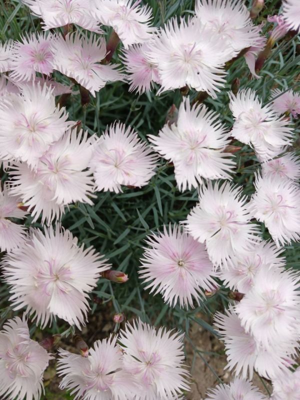 �� ����-������� �� ����-�������