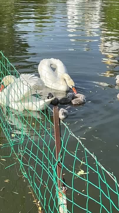 ���������� 7 �������