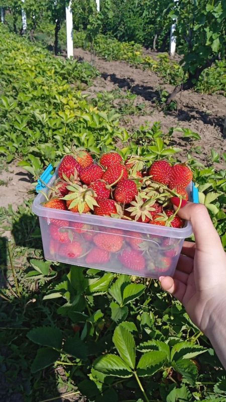 � ������� ������� ������ ��������