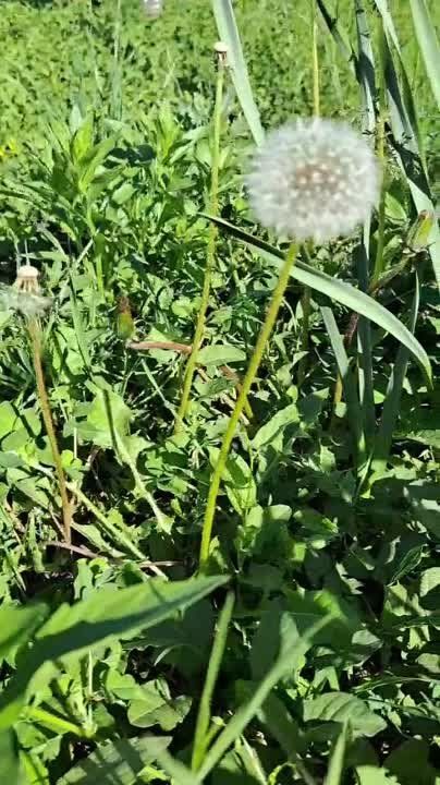 ����������� ���� �� ����