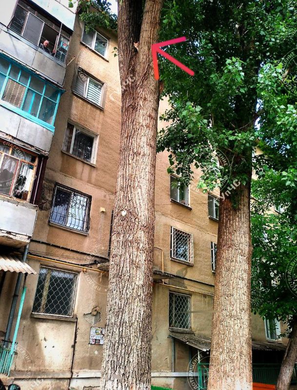 ��� �� ���������, �� ������, �� ������ �������� �����