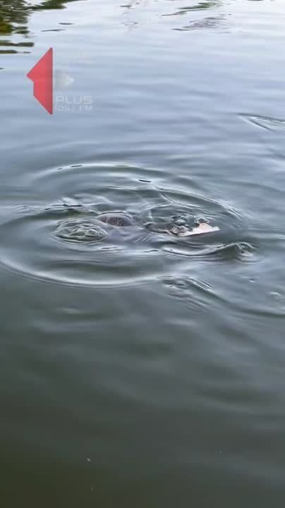 � �������������� ����� � ������� ����� � ��������� ���������