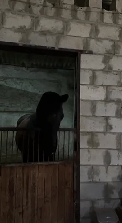 ���� ����� ������ ���������