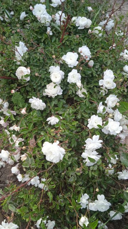 ��������������� ����� ������ ������ ��������