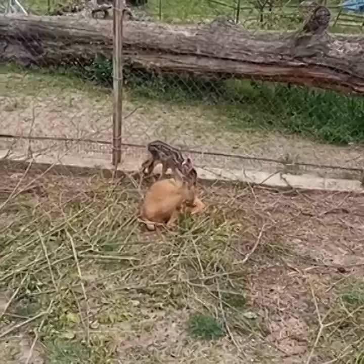 �����-��� � ������������ ��������