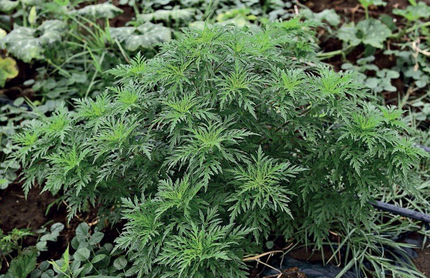 � ���������� ���������� �������� ����������