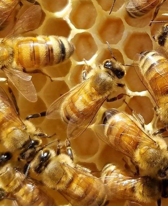 ������� �������� ��������� ���� ����