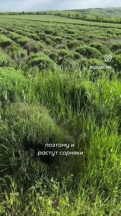 � ������������� ����� ������� �������� �� ���������� ����