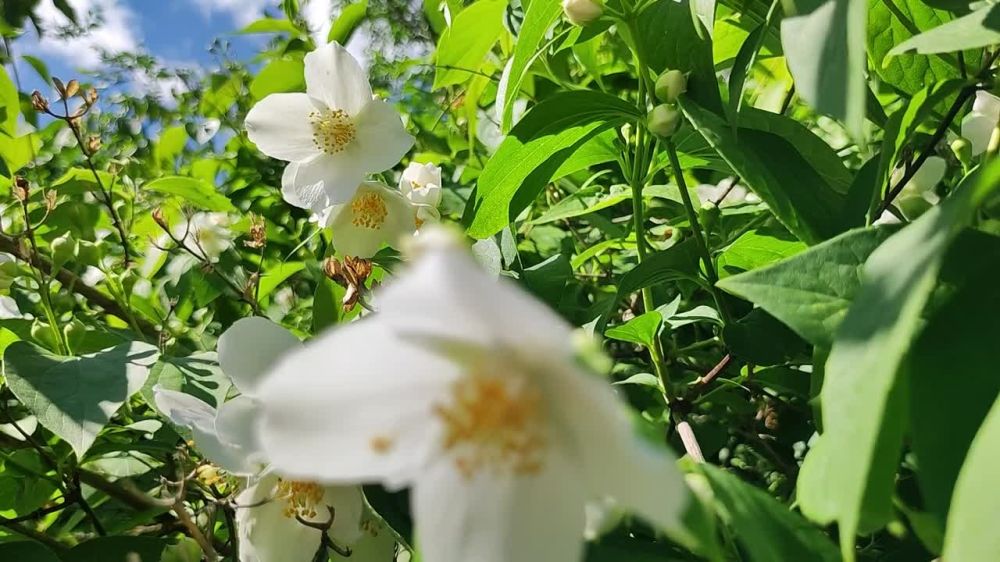 ������� ������. �������, 20 ���, ��������� ���������� ����������, ��� �������