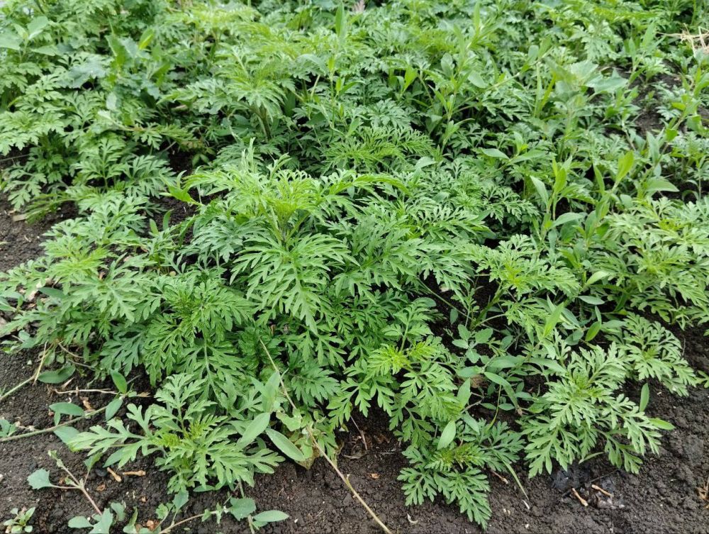 ���������� �������� � �������� �������� � ��������: