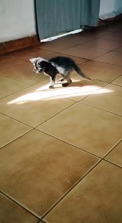 �������������, ������ ����� ��������