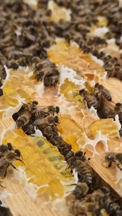 ������� ��������� ���� ����