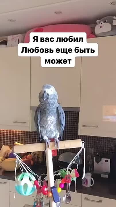 ������� ��������, ������