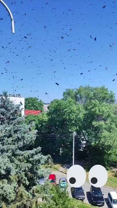 ����� ���� ���, ������ ��� � ������ ����������� ����������� � ��������