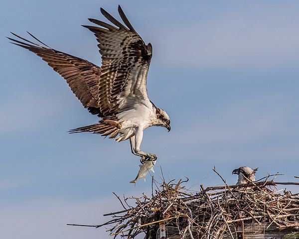 �������� ��������� ��������� ������� � ������� �������� ����� ��л ������ ���������� �� ���� ��������� ����� - �����