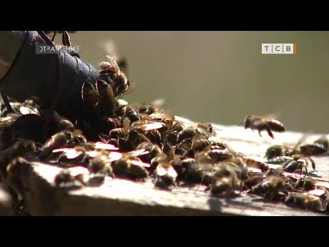 ��� ���� ������ � �������� �����, ������ ���� � ������� �������