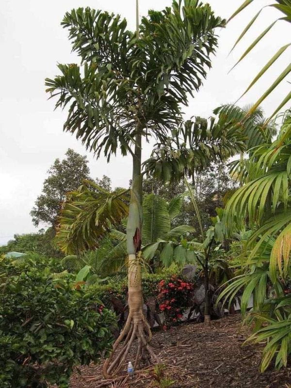 �� ���� �������� ������������