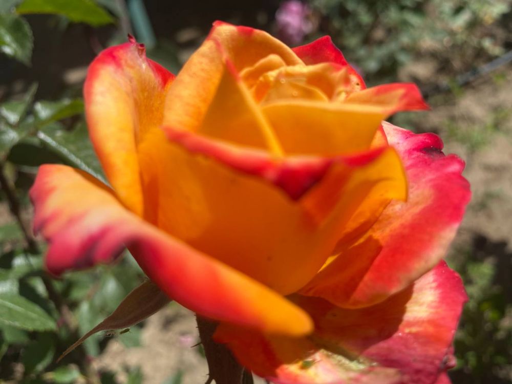 ������ ������ ��� � ������������� �������� �������� �� 3��