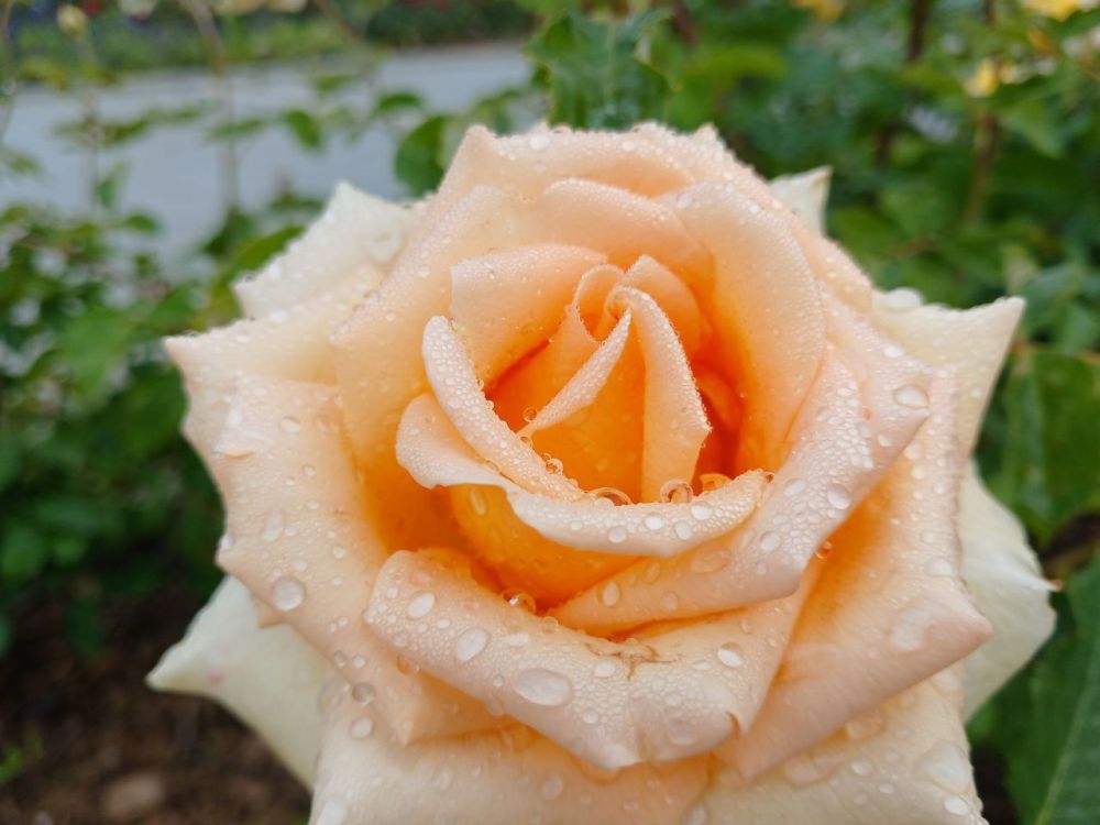 ���������� - ��������-���������