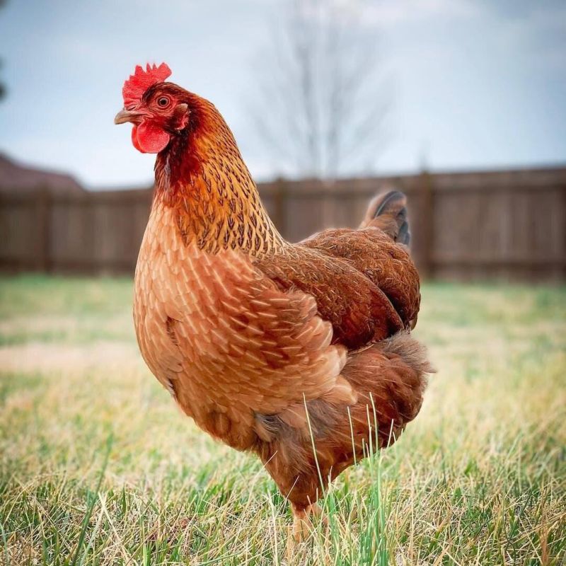 ��������� ������� ������������