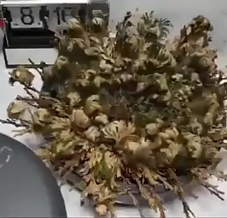 ������ ��� ���� ����������� ��������� �� ��������� ����������