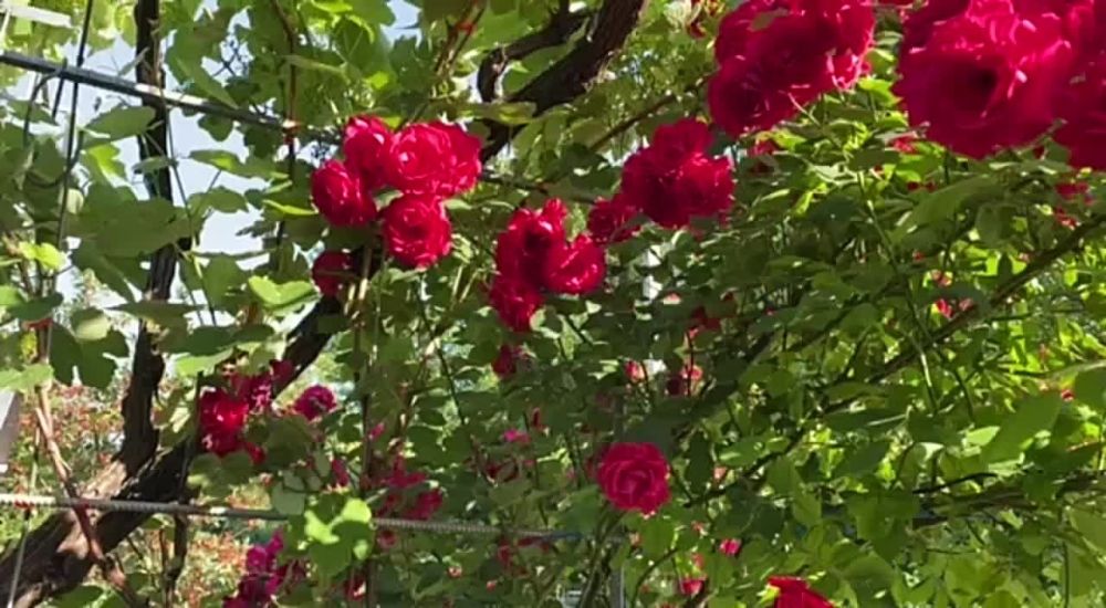 ��� ������ ���������� ����