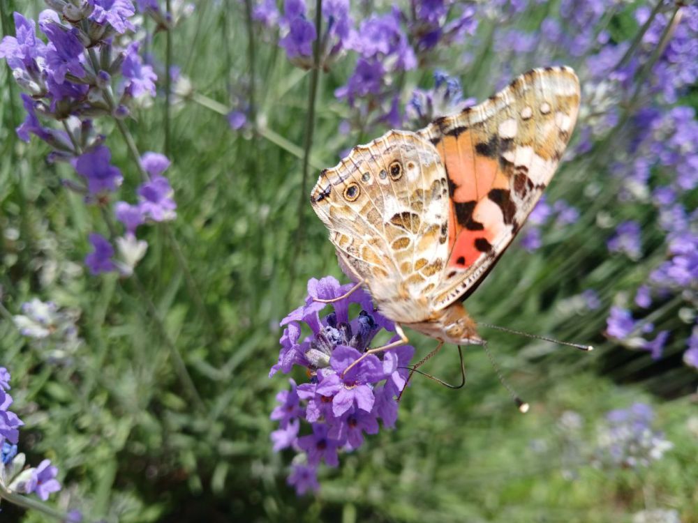 ���� �� ��������: ������� ���������� ���� ��������� ����