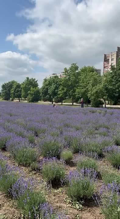 ������� ������� � �����������