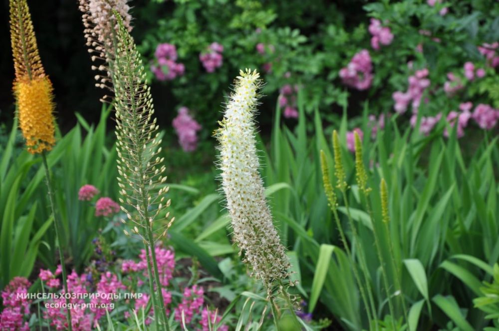 ���������������� ������������� ���� ����������� 65 ���