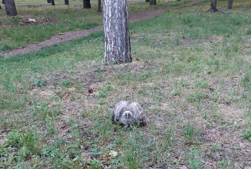 � ����� ������ �������� �������