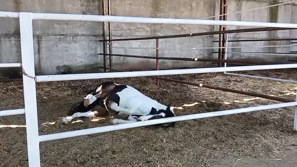 ���� �� ������� ���������