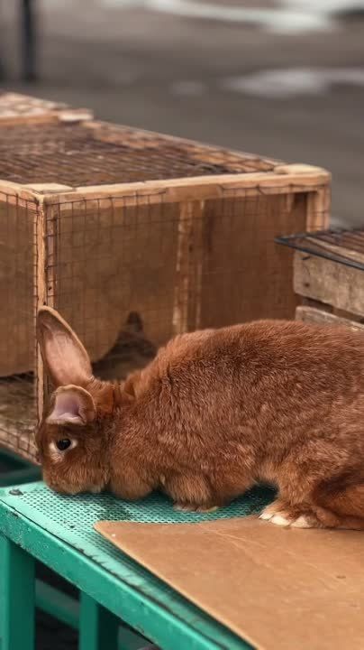 ������� ����� ������ ������ ������ ����������� ��������