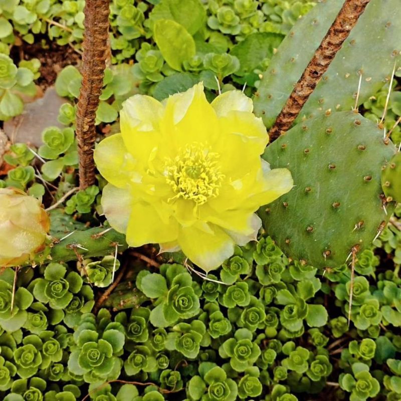 � �������������� ������� �������