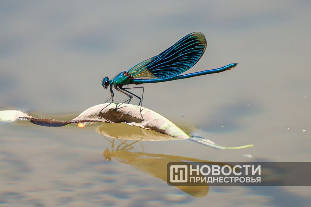 Dragonfly � ��������� ���� � ��������