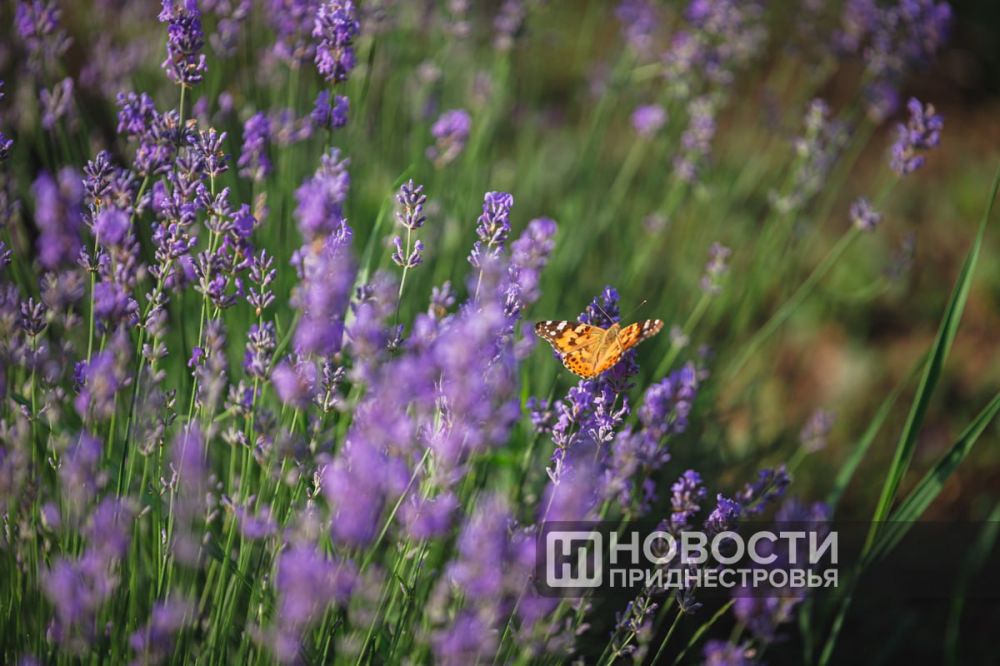 ������ ������� ��������� �� ��������� ������