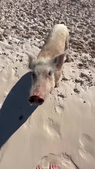 �� ������� ����� ����� ����������� ������ �� ��������� ����-����, ���������� ������ ��������