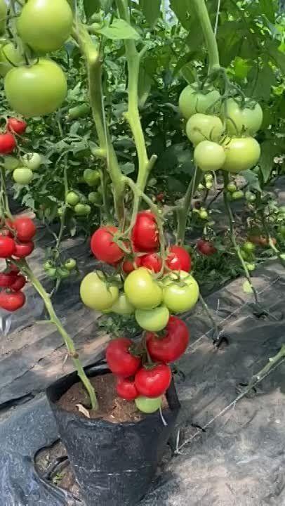 ��������� �� ��������� ���������� ��������� ���������� �������