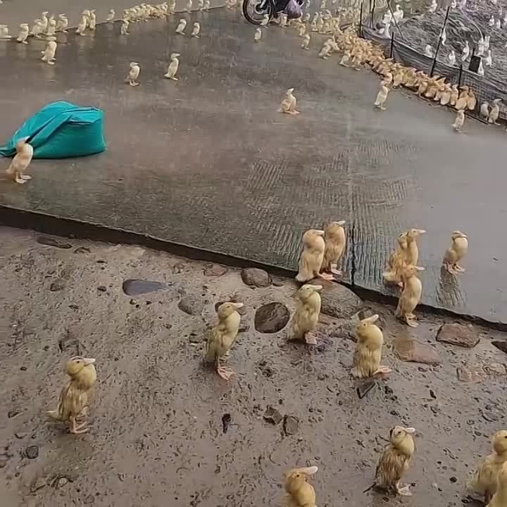 ������ ���������. ����� ������� ������� �����