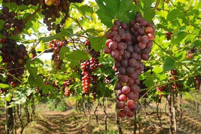 ��� ����� �� ������ ��� � ���������� ������������ ������ ��� ���������