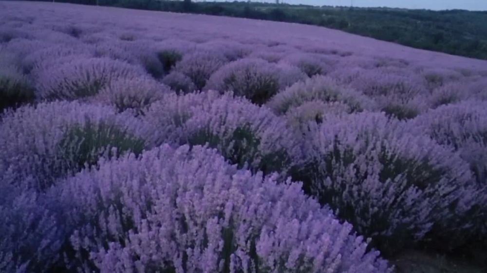 ���������� ���� �������������