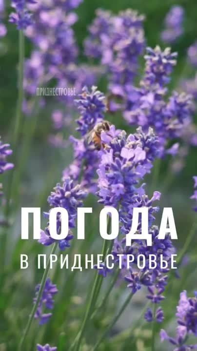 23 ���� ����, ��������������� �� ������ ����������, ������� ��������������� �����, �������� �����