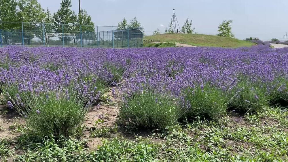 ����� ����������� ��������, ��� ������ � 7 ���� �������� ������� �������